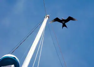 Red-footed Booby Bird