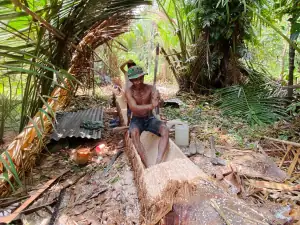 Sago Palm processing