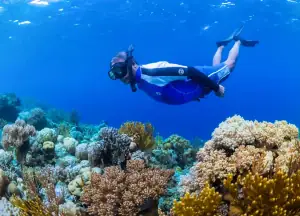Snorkeling in Wakatobi