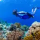 Snorkeling in Wakatobi