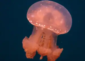 Stingless Jellyfish Lake Mariona