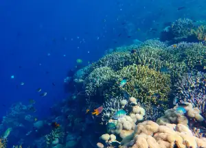Underwater of Hoga Island