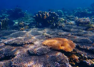 Underwater of Tanjung Keramat Togean