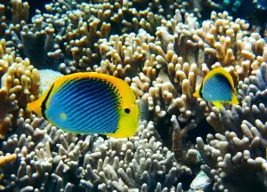 Blackback Butterflyfish