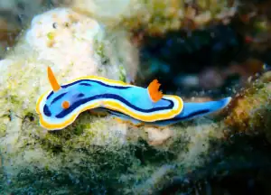 Chrodomoris Annae Nudibranch