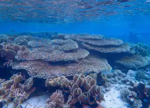 Coral Life in Guraici Island