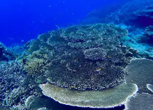 Coral in Ternate