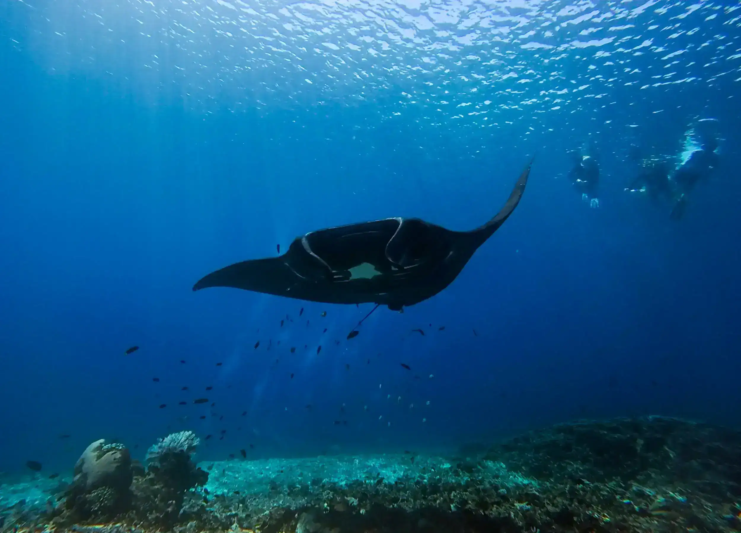 Guests swimming with a giant manta