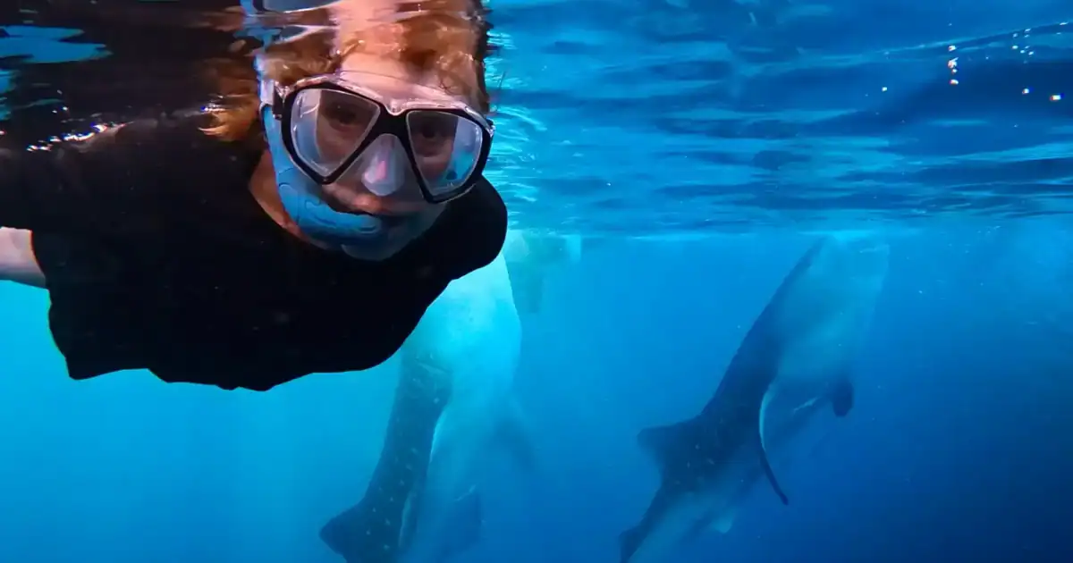Patti snorkeling with two whale sharks