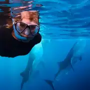 Patti snorkeling with two whale sharks