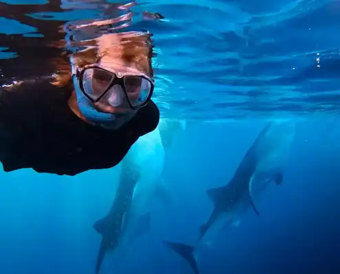 Patti snorkeling with two whale sharks