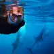 Patti snorkeling with two whale sharks