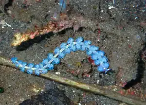 Ptereolidia semperi