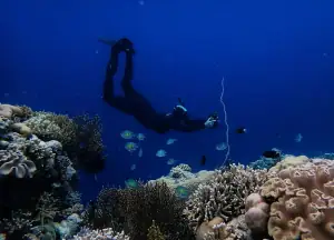 Snorkeling and underwater photography in Wakatobi