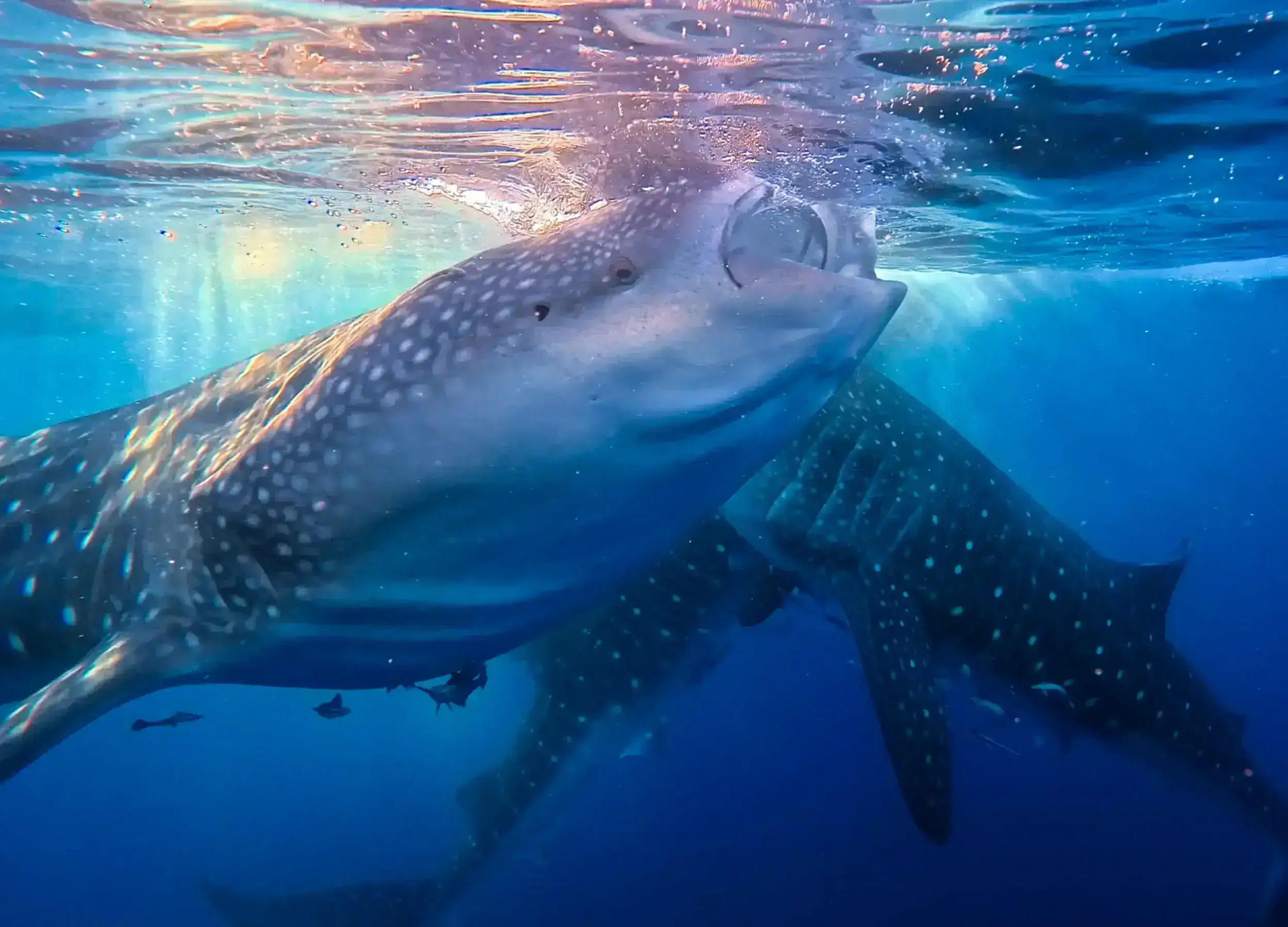Three Giant Whale Sharks