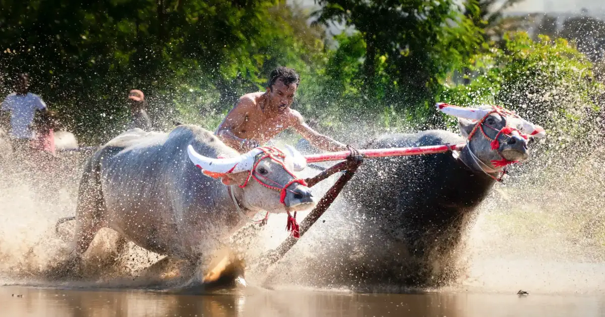 Buffalo Races in Sumbawa