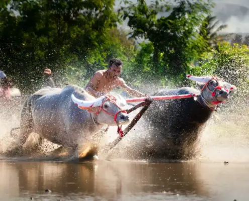 Buffalo Races in Sumbawa
