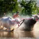 Buffalo Races in Sumbawa