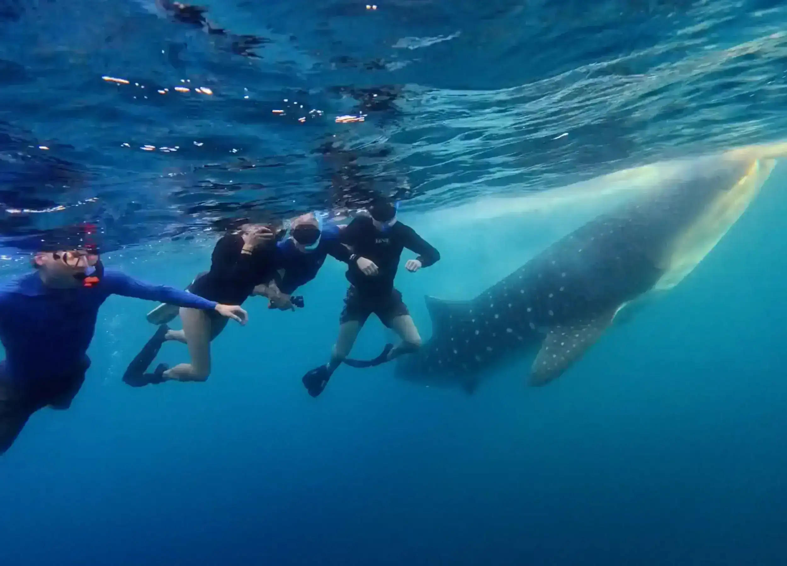 Family Adventurers snorkeling with whale sharks