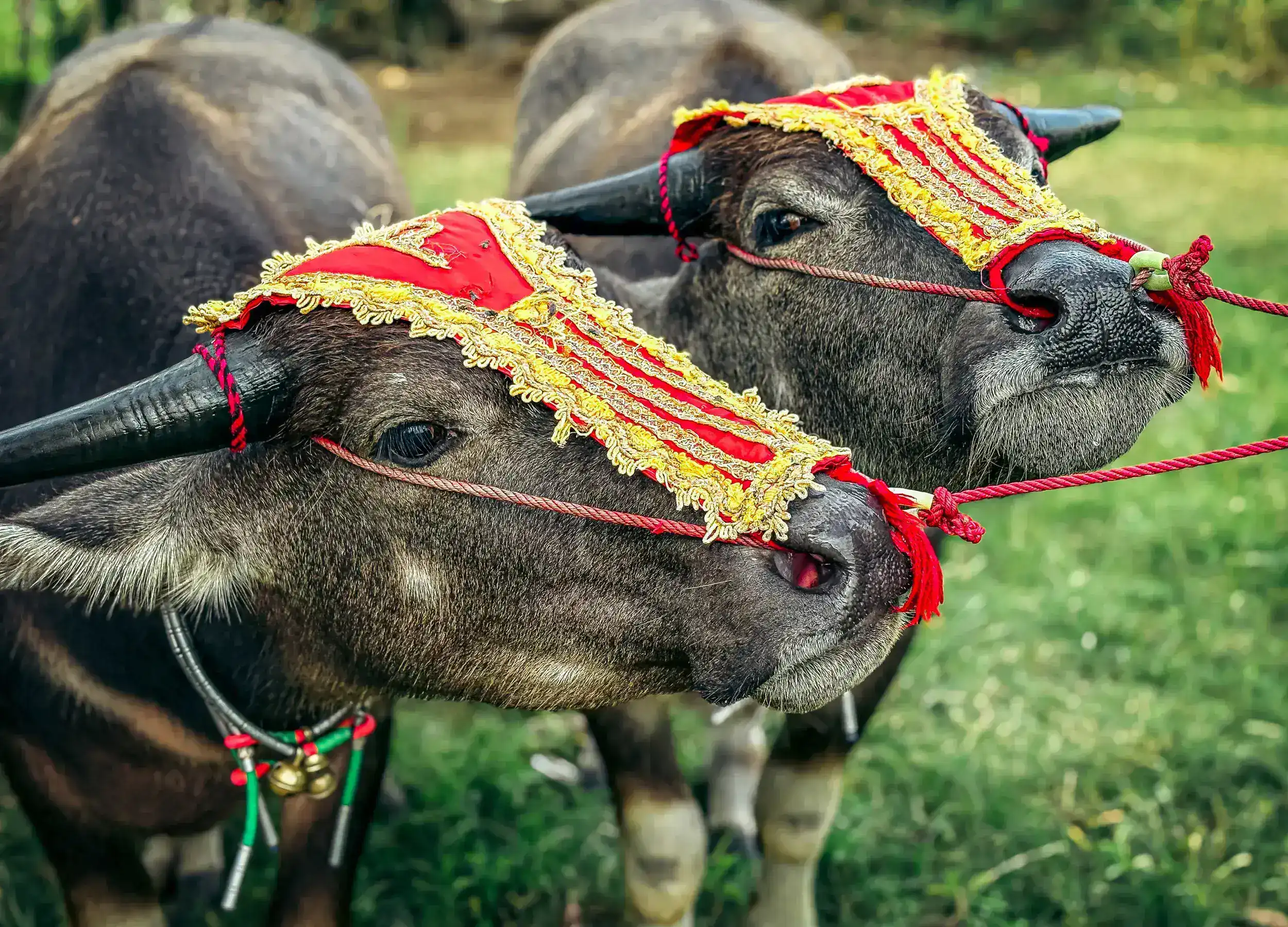 Handsome buffalo ready for the race