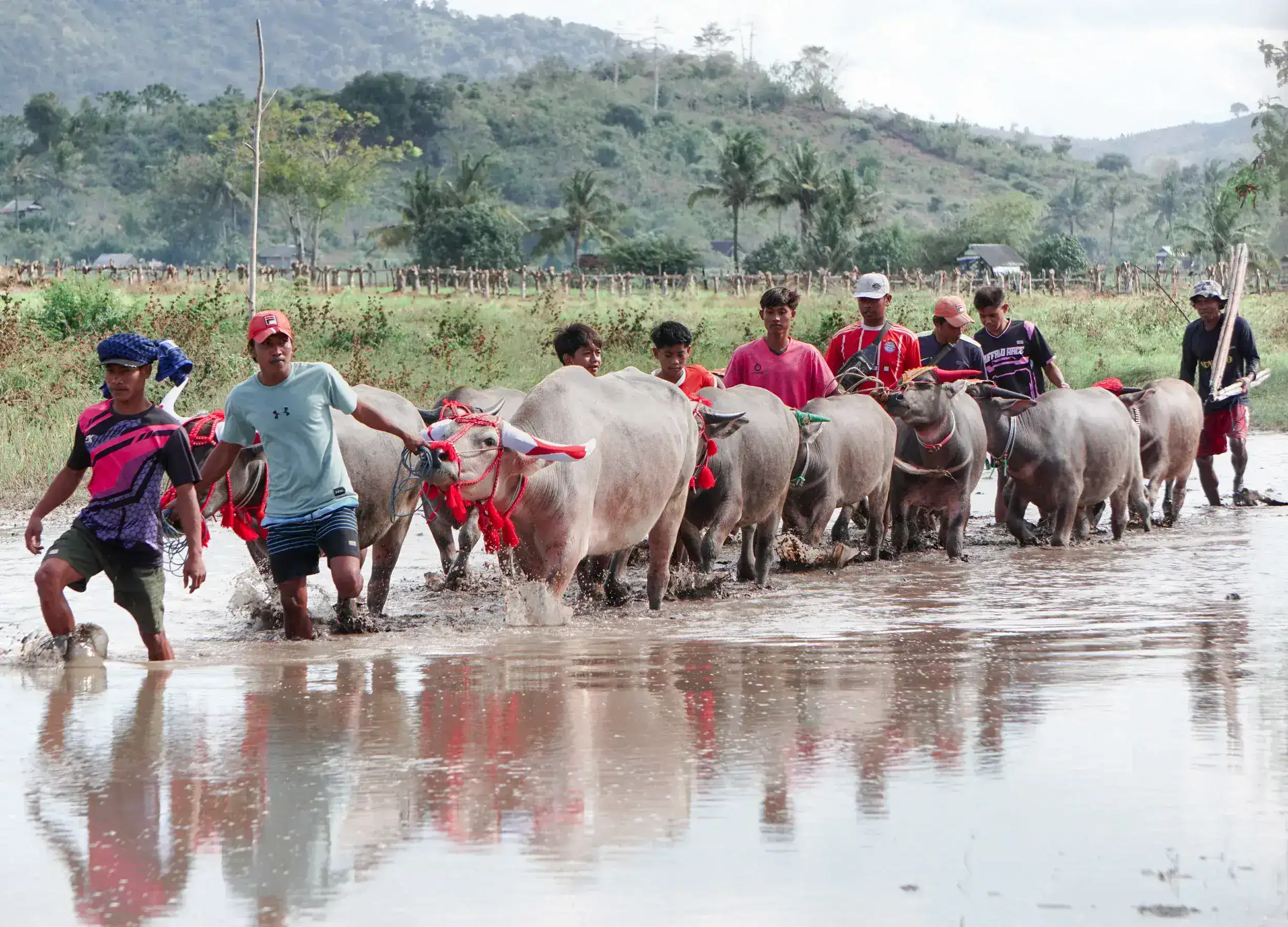 Leading the buffalo into the field before the race