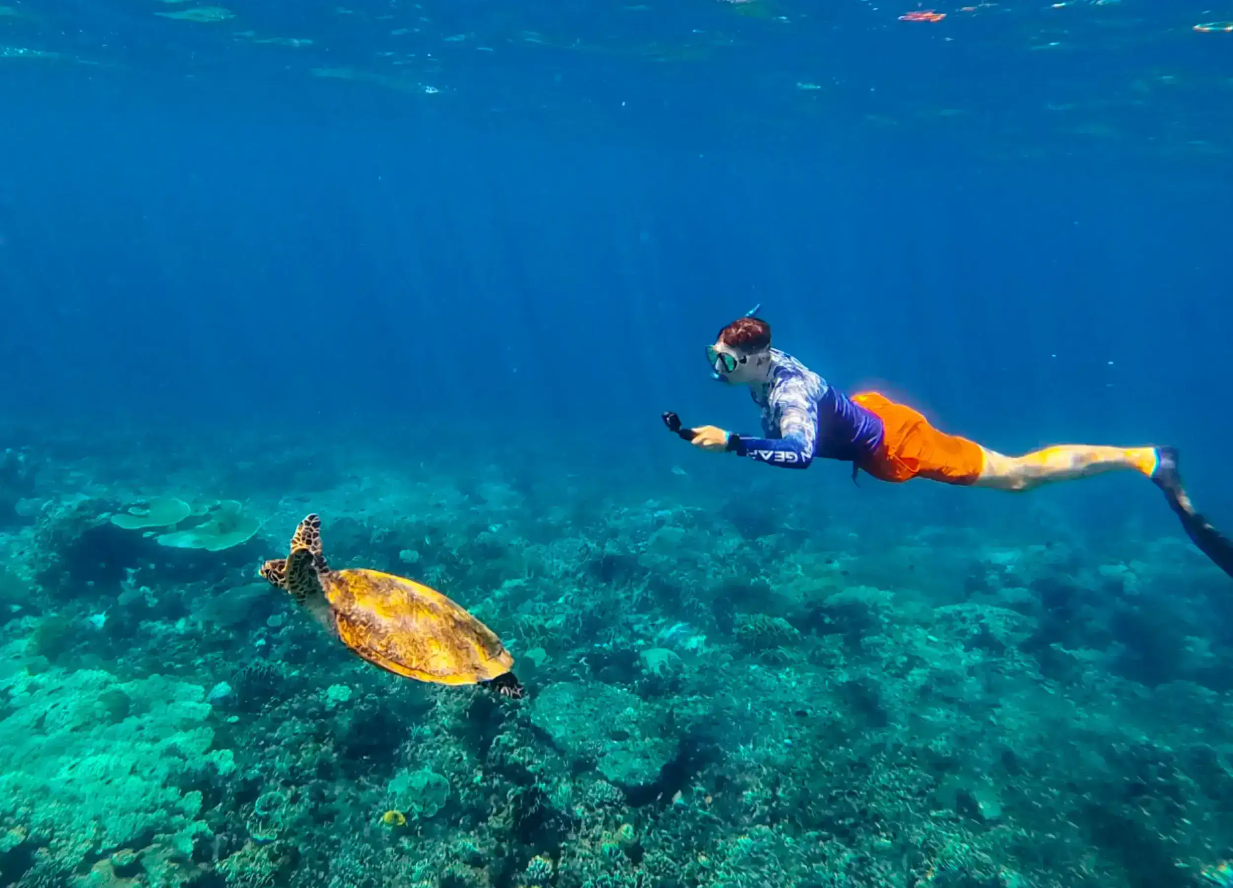 Snorkeling with a turtle in Komodo