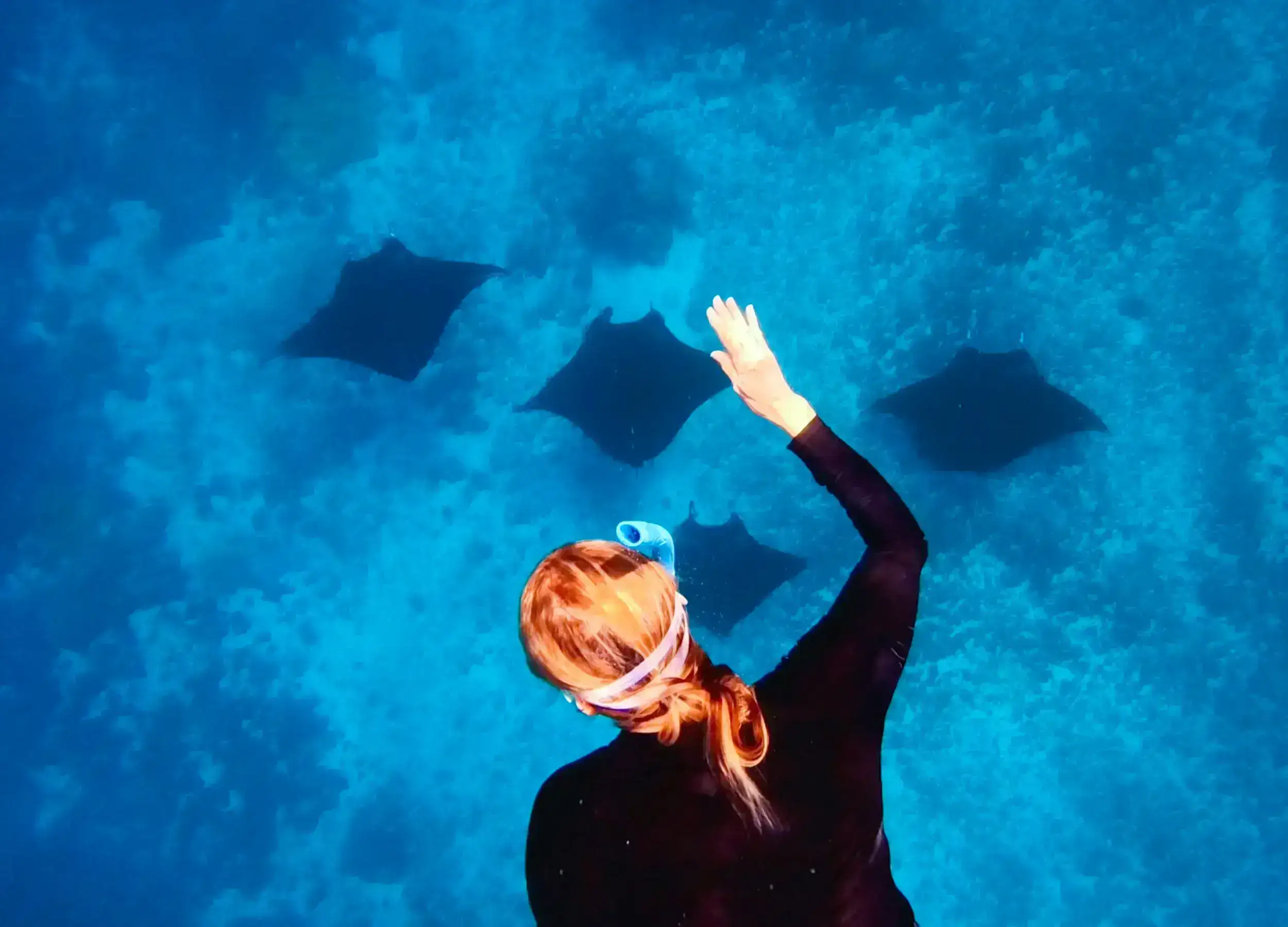 Swim with four manta rays