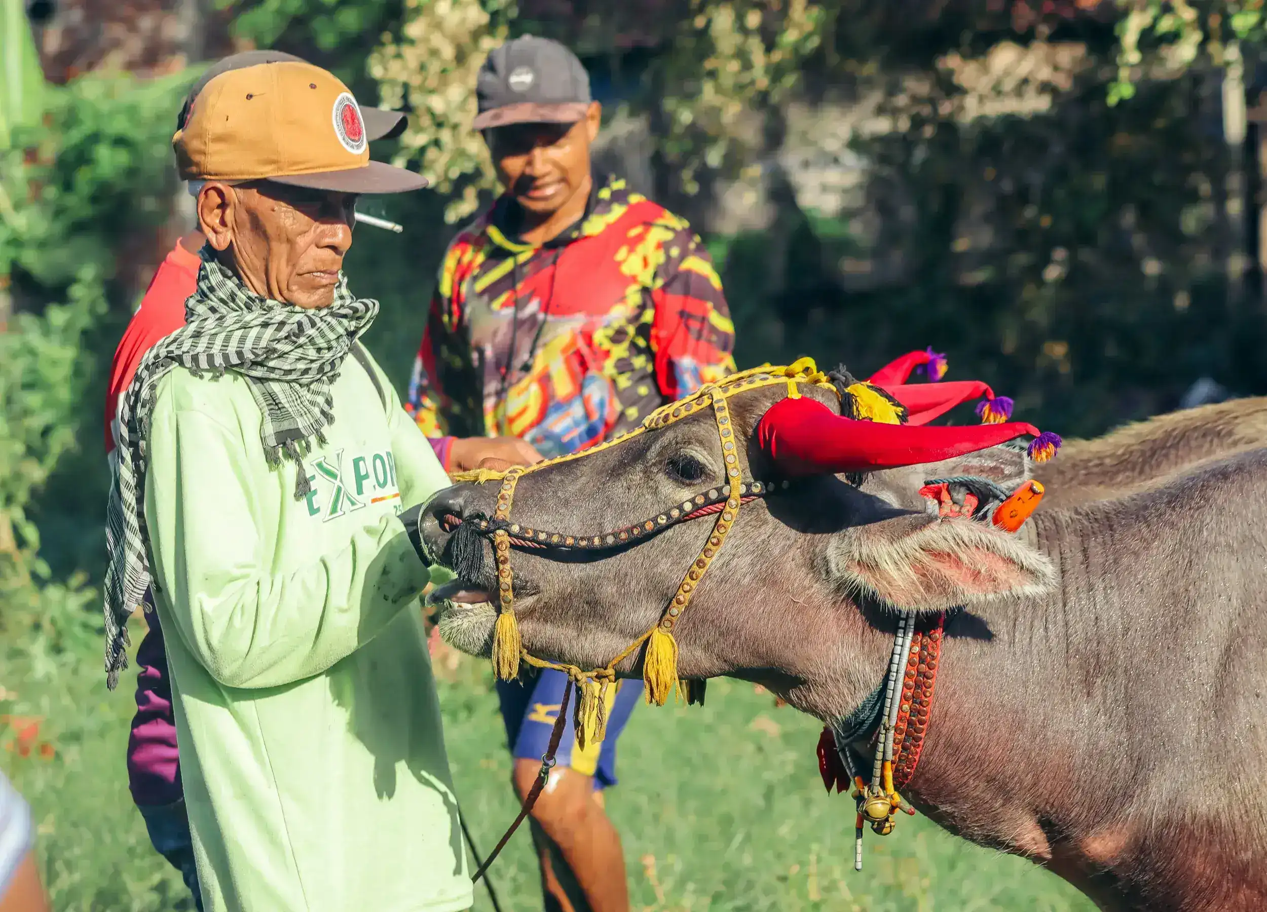 Treatment before the buffalo race begin